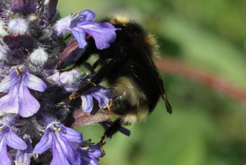 Bombus barbutellus